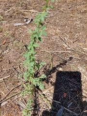 Adenocarpus complicatus