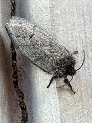 Gloveria arizonensis