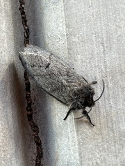 Gloveria arizonensis