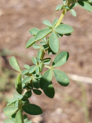 Adenocarpus complicatus