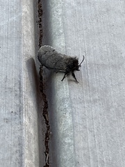 Gloveria arizonensis