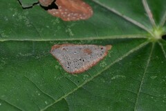 Phyllonorycter joannisi
