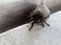 Gloveria arizonensis