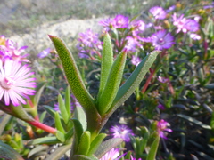 Ruschia geminiflora