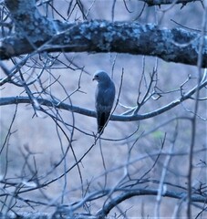 Kaupifalco monogrammicus