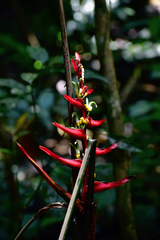 Heliconia latispatha