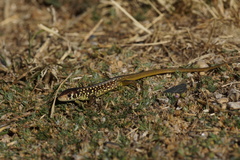 Lacerta schreiberi