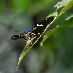 Astraptes fulgerator