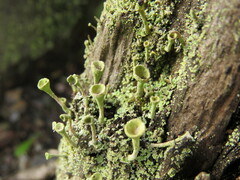 Cladonia fimbriata