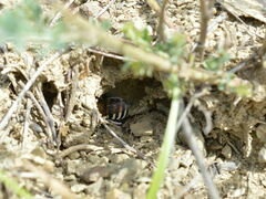Amegilla quadrifasciata