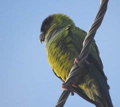 Aratinga nenday