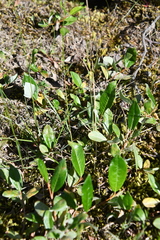 Eutrema edwardsii