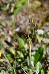 Eutrema edwardsii