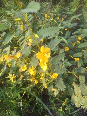 Chamaecrista fasciculata