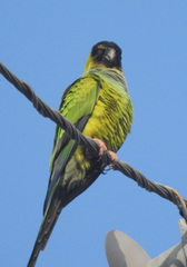 Aratinga nenday