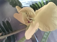 Chamaecrista fasciculata