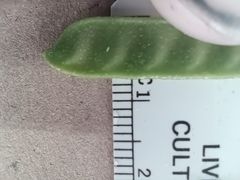 Chamaecrista fasciculata