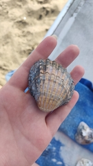 Acanthocardia aculeata