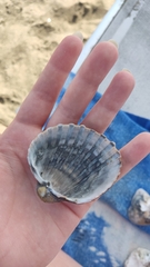 Acanthocardia aculeata