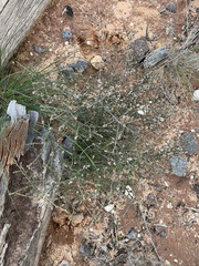 Cryptandra tomentosa