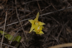 Caladenia flava