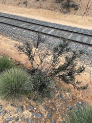 Cryptandra tomentosa