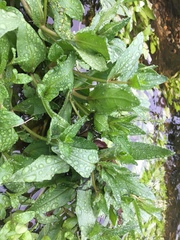 Veronica anagallis-aquatica