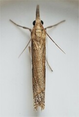 Crambus leachellus