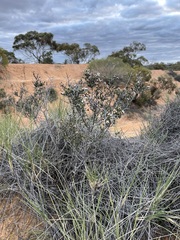 Cryptandra tomentosa