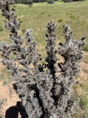Cylindropuntia whipplei