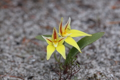 Caladenia flava flava