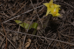 Caladenia flava