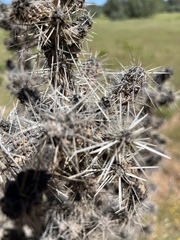 Cylindropuntia whipplei