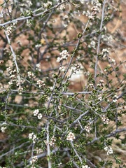 Cryptandra tomentosa