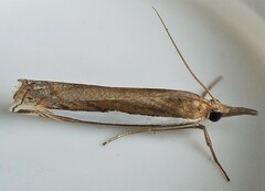 Crambus leachellus
