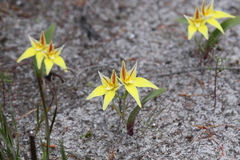 Caladenia flava flava