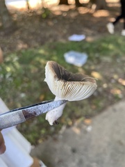 Russula mariae