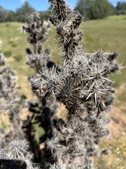 Cylindropuntia whipplei