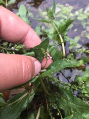 Veronica anagallis-aquatica