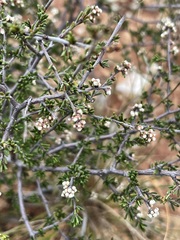 Cryptandra tomentosa