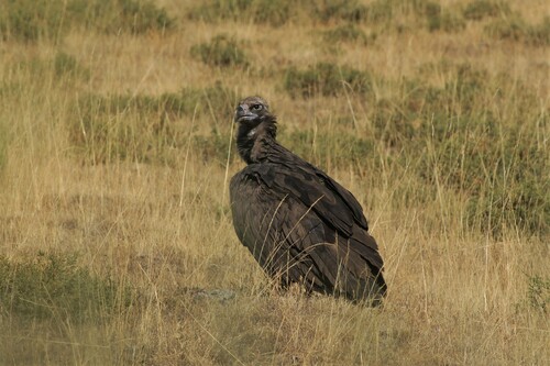 Cinereous Vulture