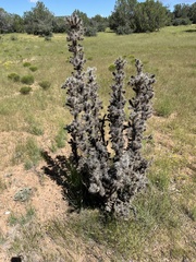Cylindropuntia whipplei