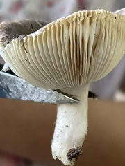 Russula mariae