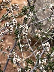 Cryptandra tomentosa