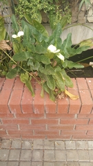 Zantedeschia