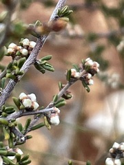 Cryptandra tomentosa