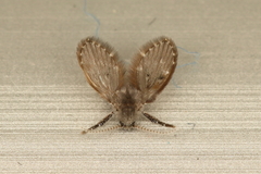 Clogmia albipunctata