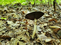 Agaricus placomyces