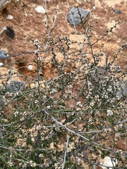 Cryptandra tomentosa