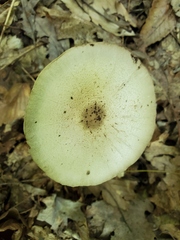 Agaricus placomyces